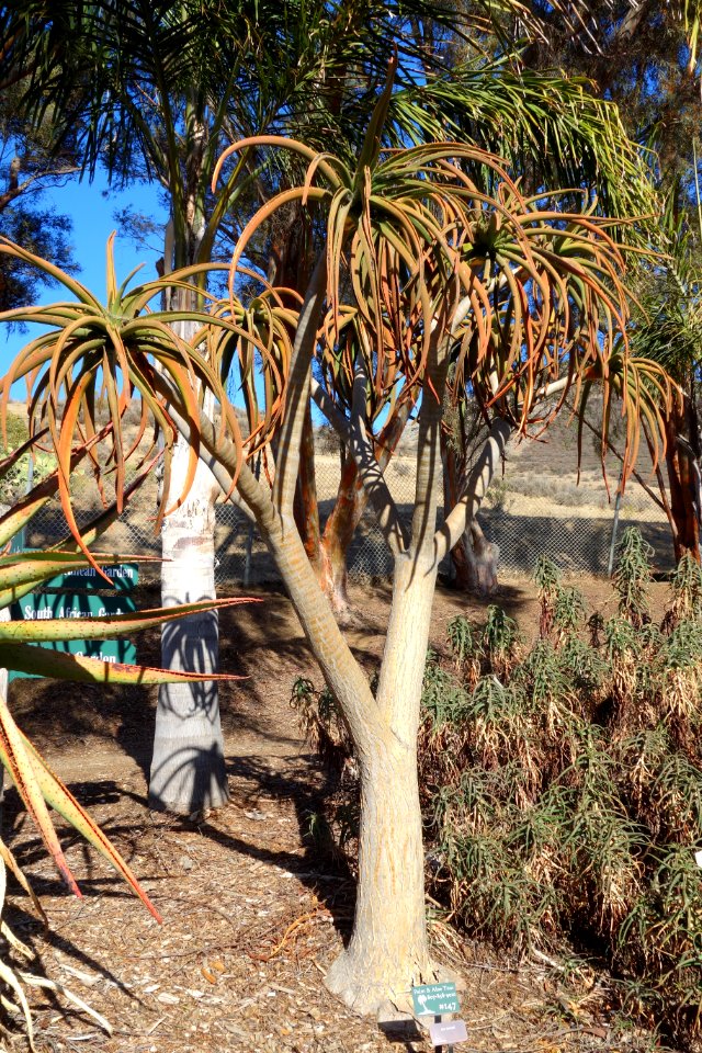 Aloe bainesii - Leaning Pine Arboretum - DSC05733