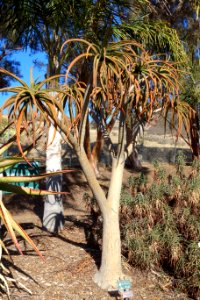 Aloe bainesii - Leaning Pine Arboretum - DSC05733