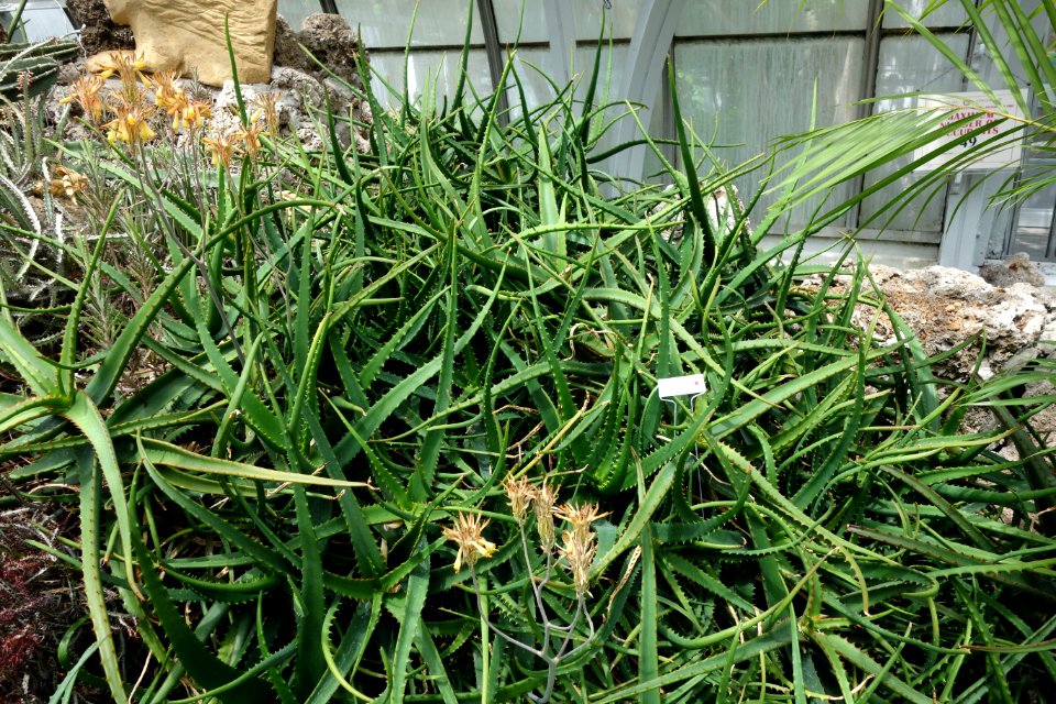 Aloe cameronii - Krohn Conservatory - DSC03542