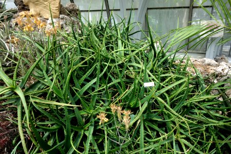Aloe cameronii - Krohn Conservatory - DSC03542