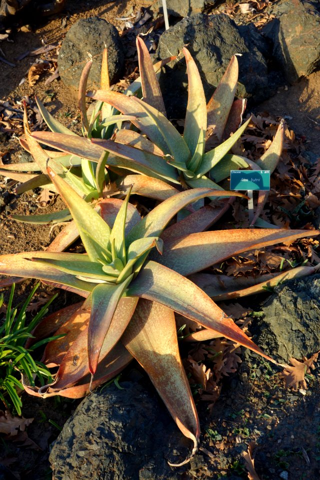 Aloe buhrii - San Luis Obispo Botanical Garden - DSC06056