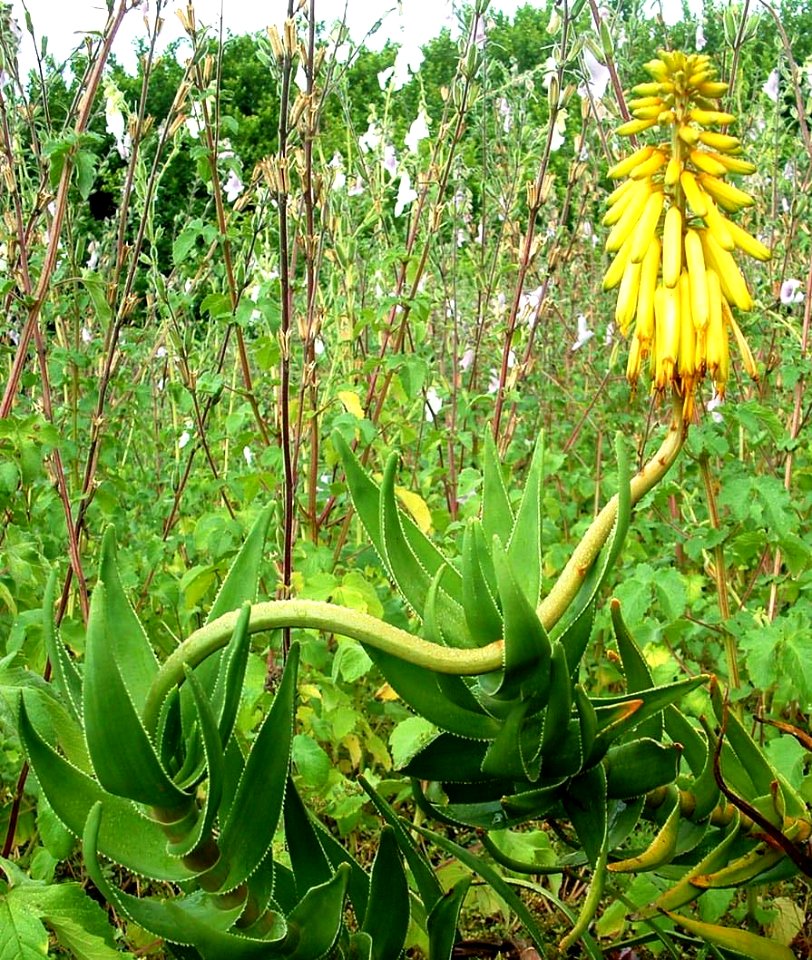 Aloe Commixta - Cape Peninsula - South Africa
