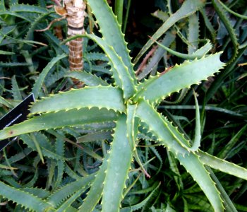 Aloe arborescens -serres du Jardin du Luxembourg