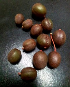 Aloe tormentorii fruits - Mauritius 4
