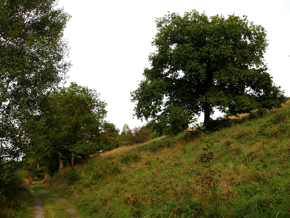 Altenbrak Neuer Weg Eiche