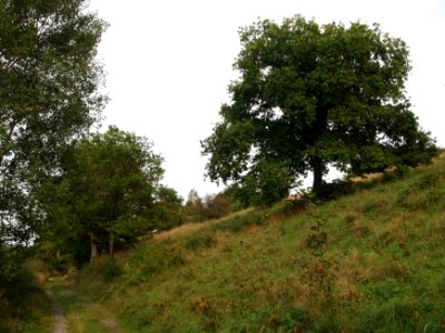 Altenbrak Neuer Weg Eiche