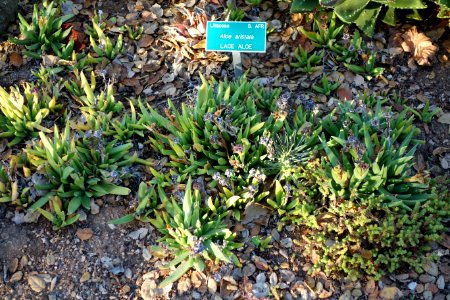 Aloe aristata - San Luis Obispo Botanical Garden - DSC05958