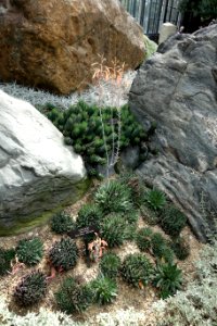Aloe aristata - Longwood Gardens - DSC01109