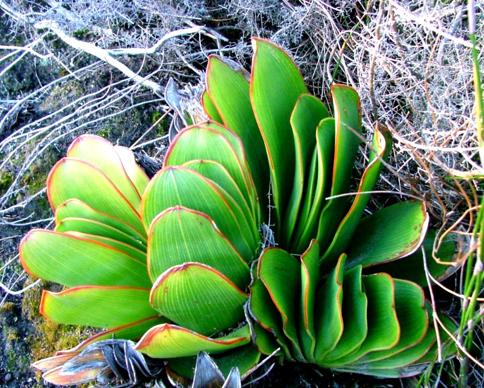 Aloe haemanthifolia of Western Cape mountaintops South Africa 7