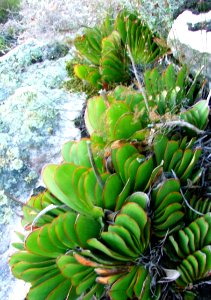 Aloe haemanthifolia of Western Cape mountaintops South Africa 8