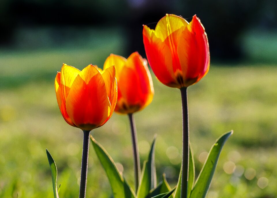 Color spring flowers flower garden
