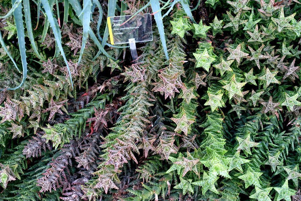 Aloe jucunda - Wilhelma Zoo - Stuttgart, Germany - DSC01702