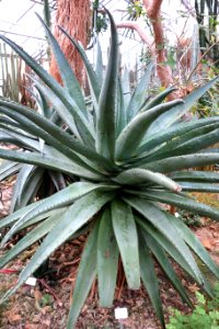 Aloe marlothii - Botanischer Garten, Dresden, Germany - DSC08924