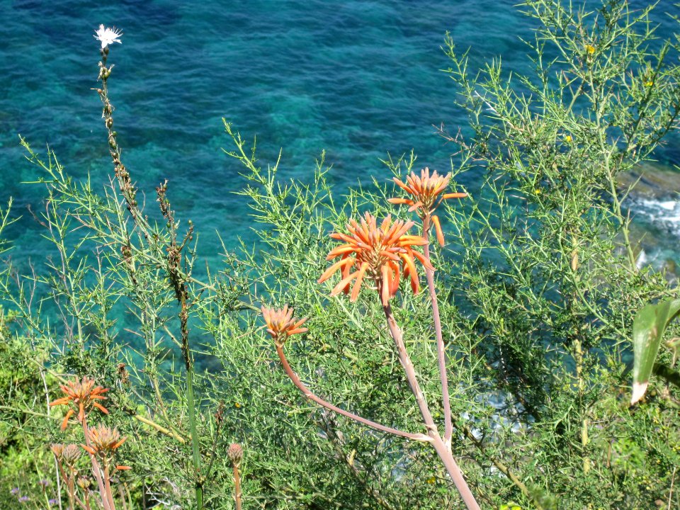 Aloe maculata Corsica