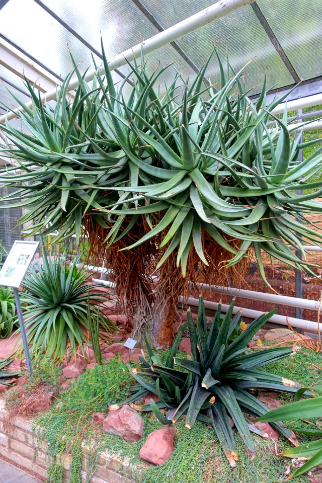 Aloe castanea - Flora park - Cologne, Germany - DSC00759