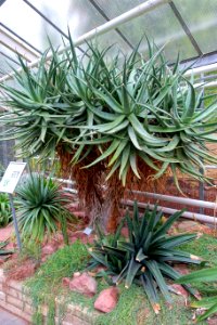 Aloe castanea - Flora park - Cologne, Germany - DSC00759