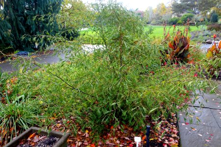 Alnus glutinosa 'Imperialis' - Oregon Garden - Silverton, Oregon - DSC00177