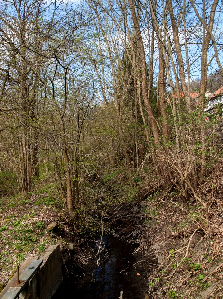 Altenbrak Mühlgraben Höhe StRitter 25 2