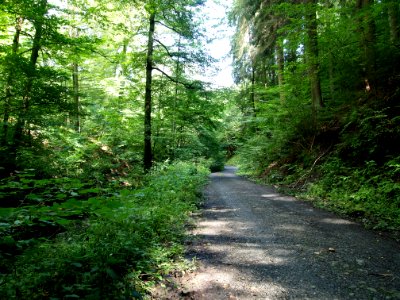Altenbrak grosses Muehlental (7)