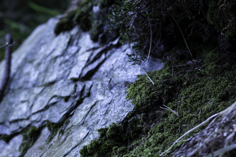 Green rock woods