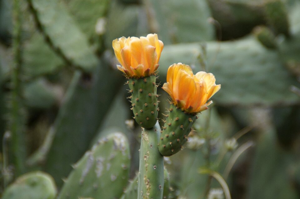 Bloom cactus blossom plant