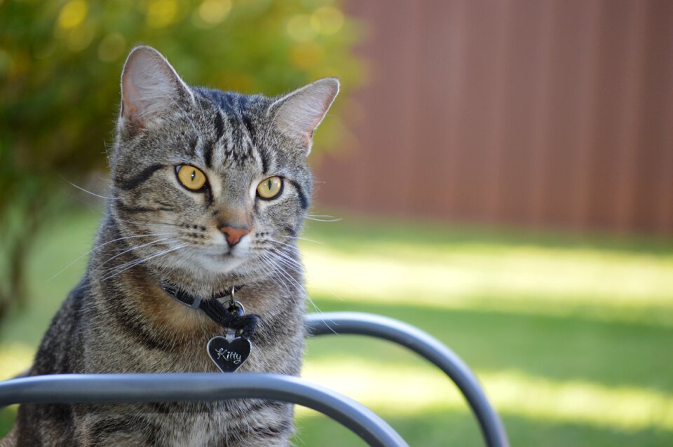 Animal kitten kitty