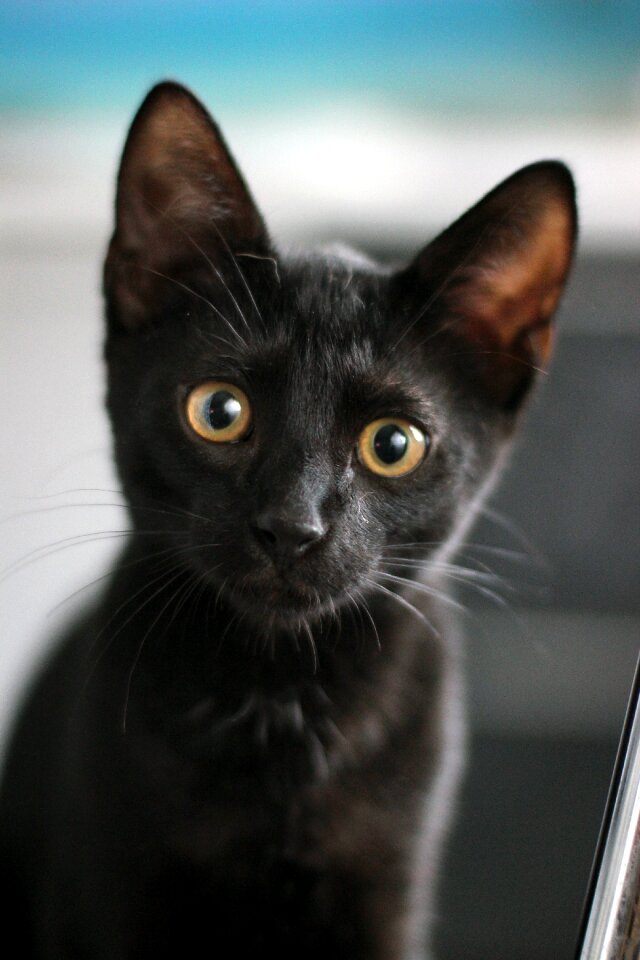 Cat curious cat eyes
