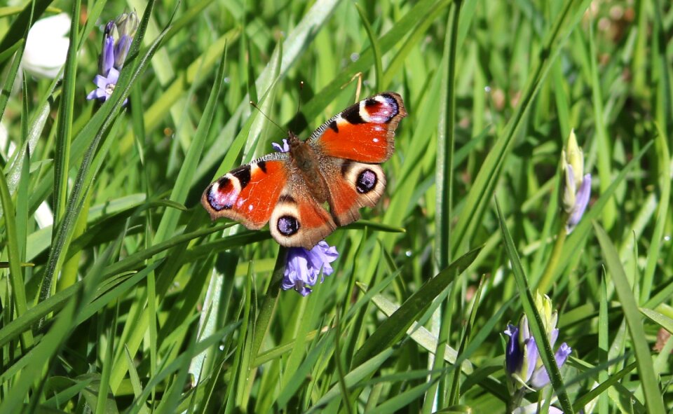 Flowers nature insect