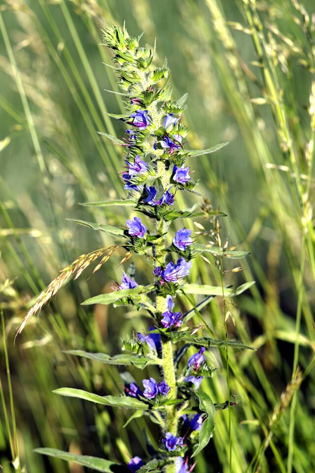 Corn weed the cultivation of