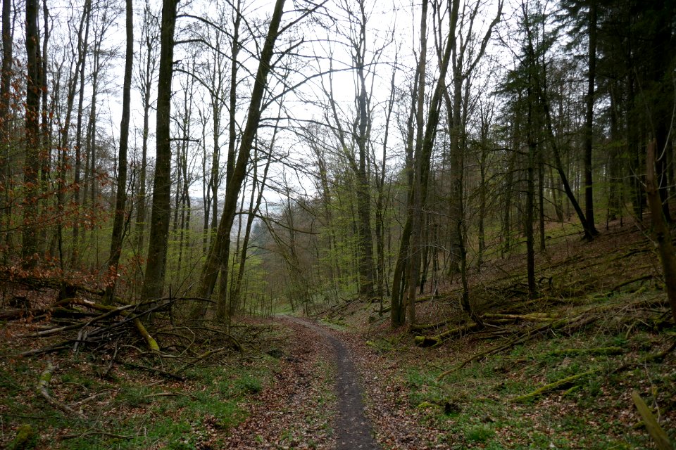 Altenbeken - NSG Egge Nord - Fuchsgrund - 2