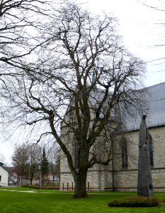 Altenbeken - Linde an der Kirche
