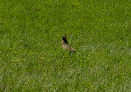 Altenbeken - Dunetal - Fuchs