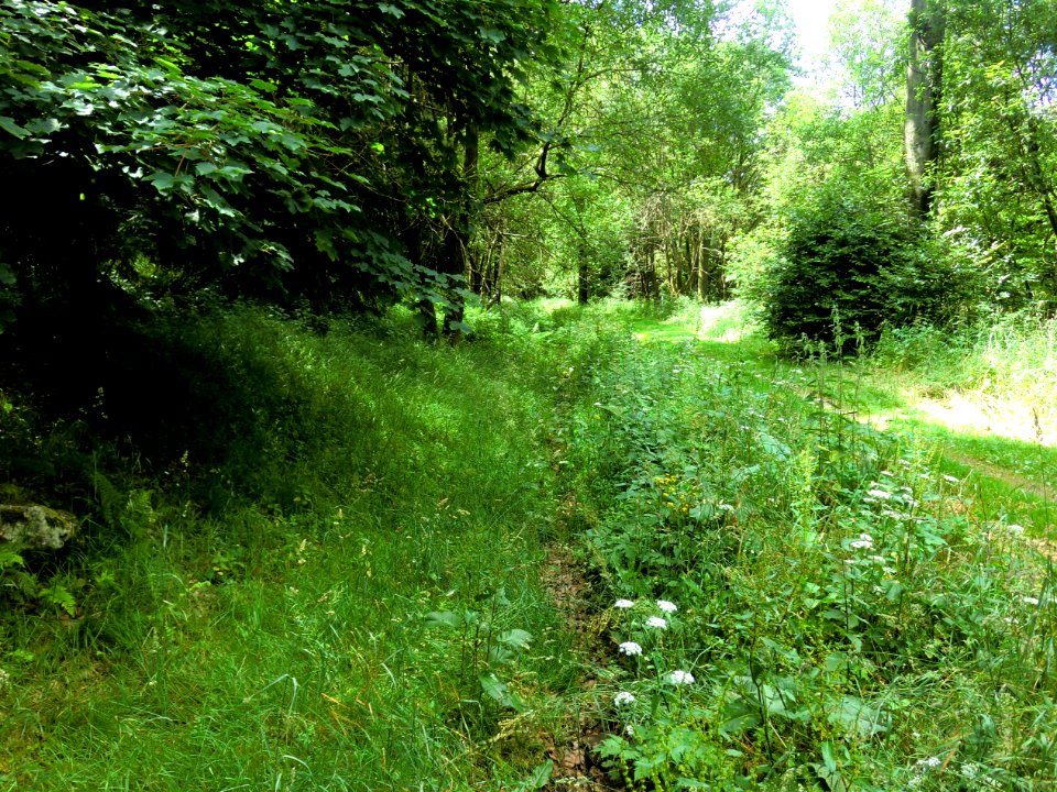 Altenberg-Aschergraben 02