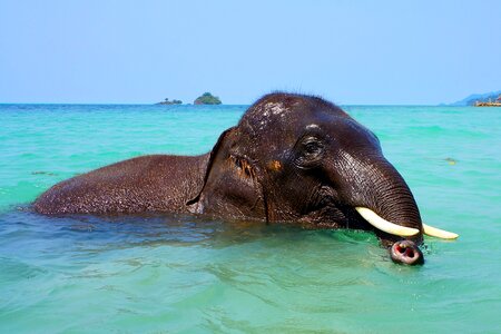 Trunk water tusks