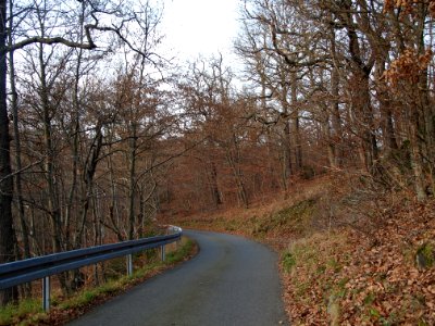 Altenbrak Forstweg (16)