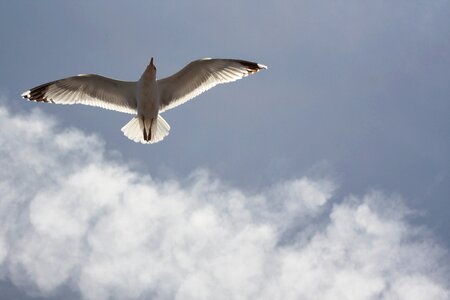 Air flying bird photo