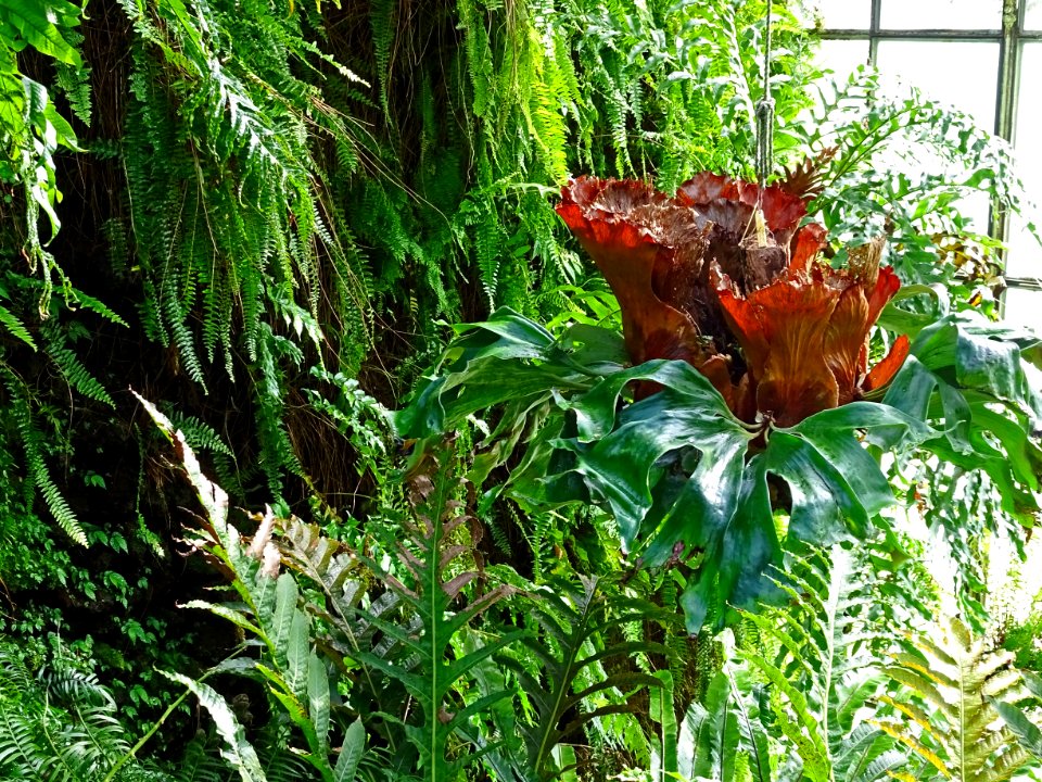 Alter Botanischer Garten Göttingen, Farnhaus