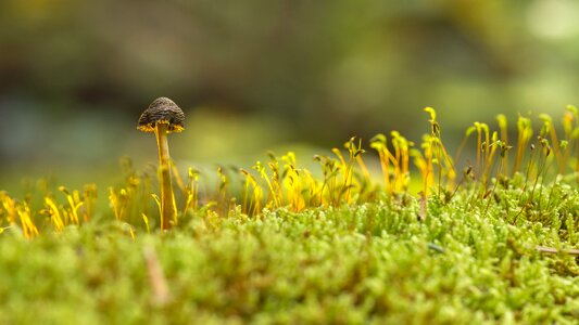 Mushroom moss sponge