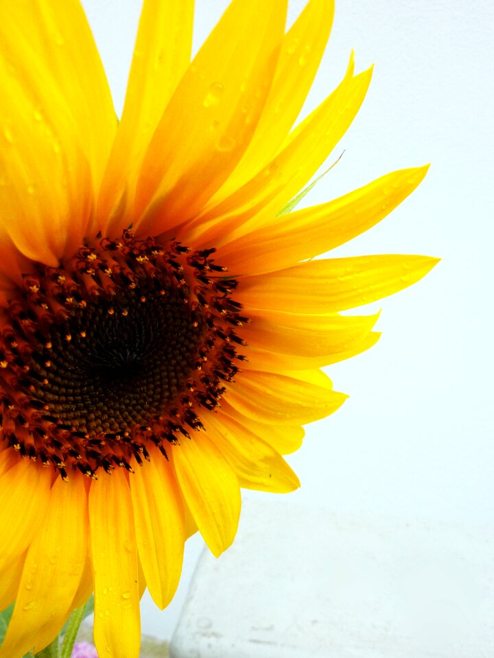 Blossom bloom flower