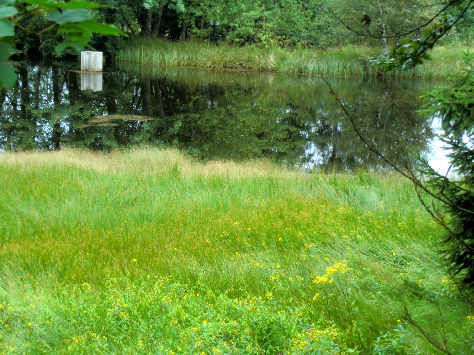 Altenberg Walkteich unterer
