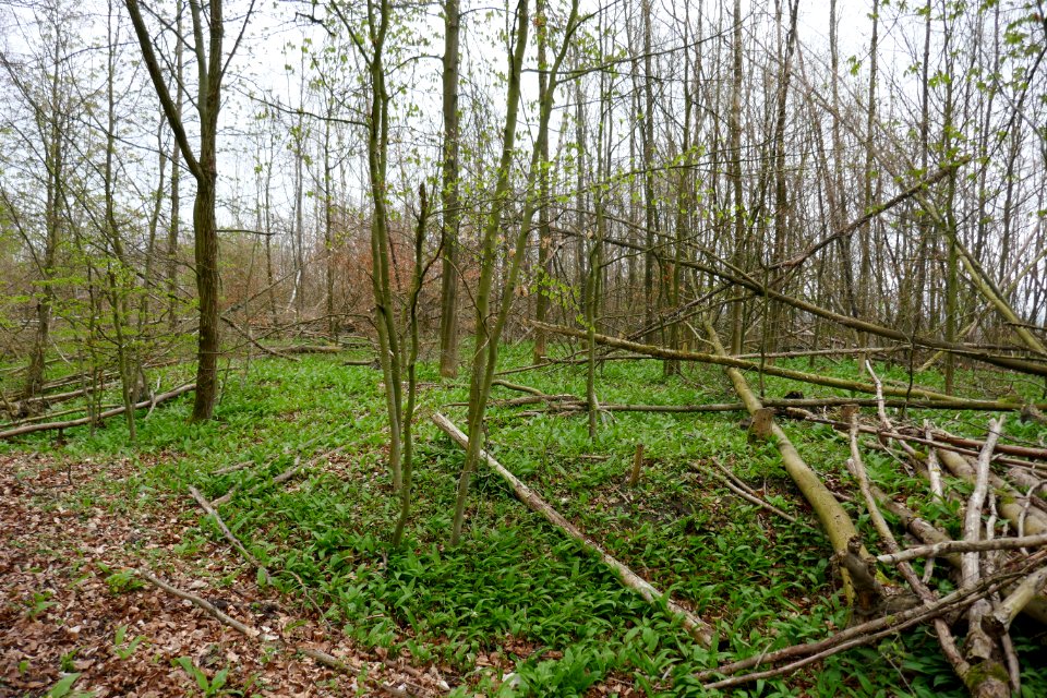 Altenbeken - NSG Egge Nord - 1