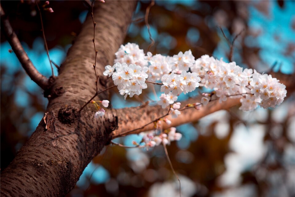 Flower sunshine bright
