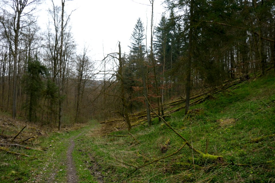 Altenbeken - NSG Egge Nord - Fuchsgrund - 1