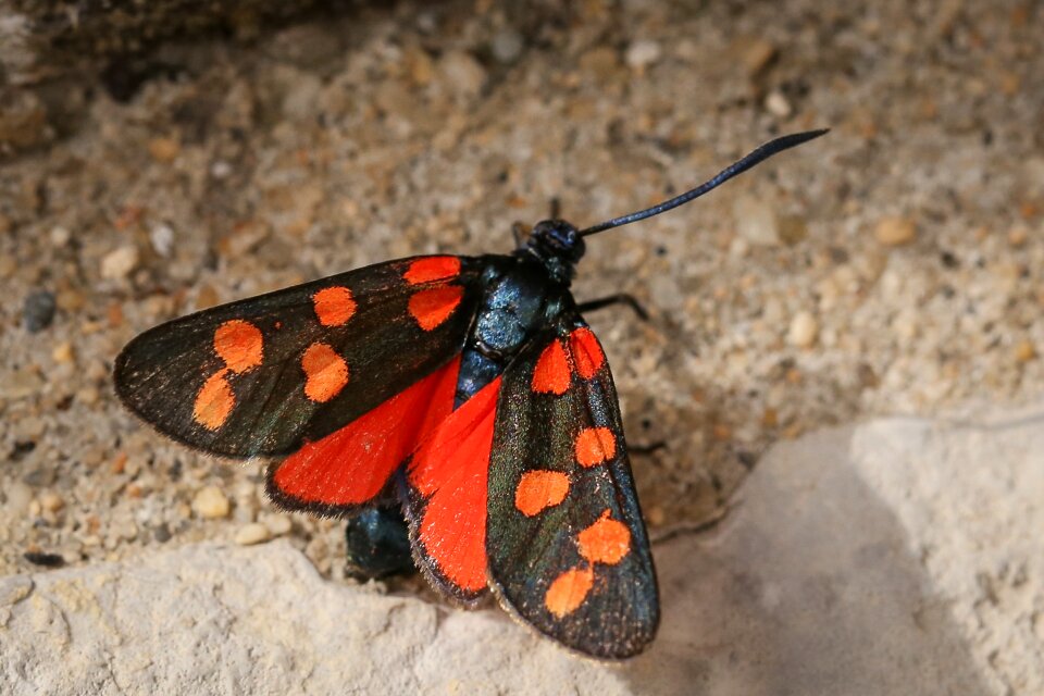 Butterfly red black spotted