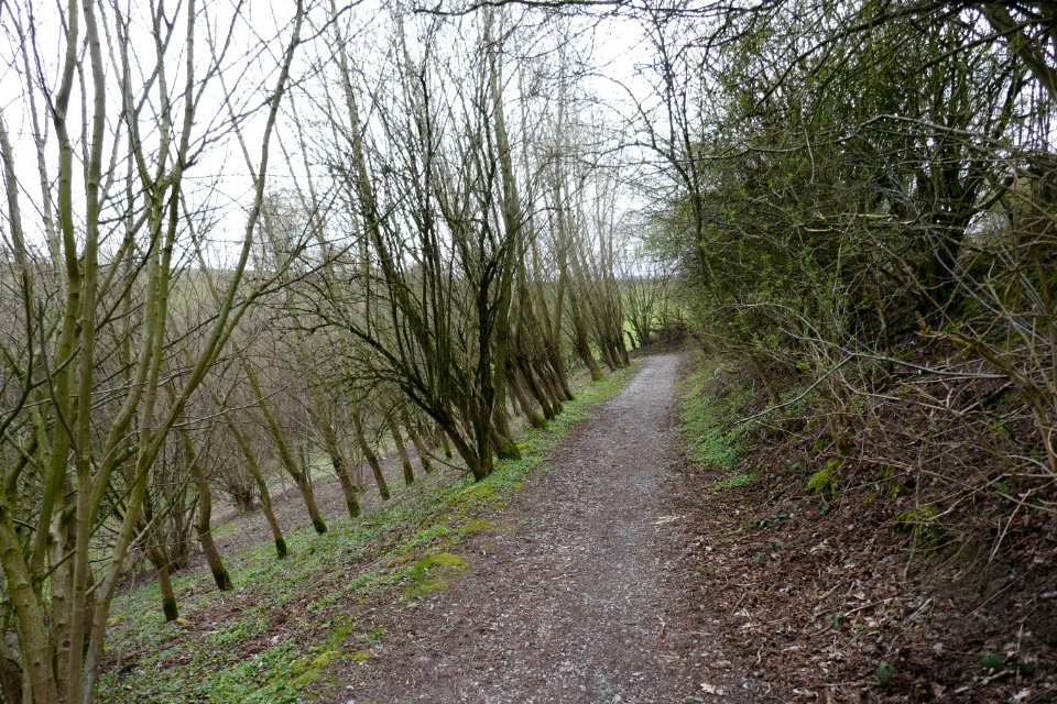 Altenbeken - NSG Hossenberg - 6