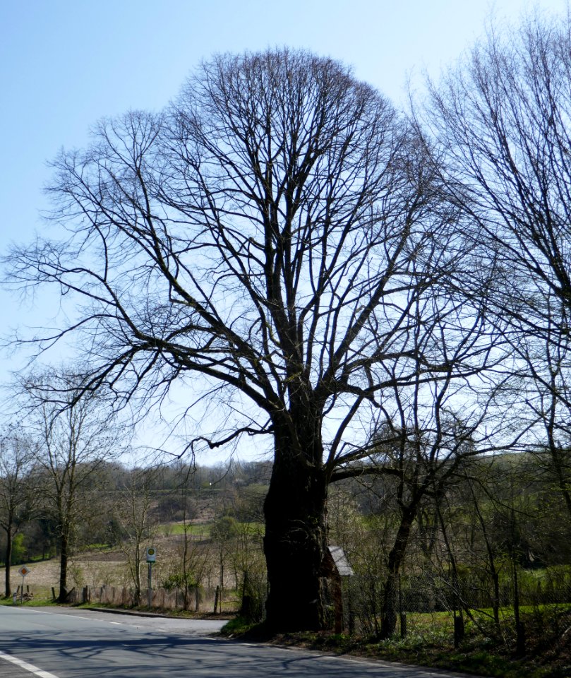 Altenbeken - Hammerlinde