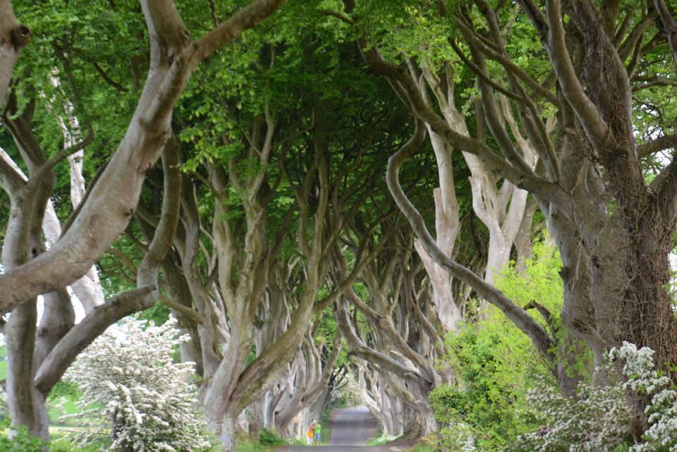 Beech the dark hedges games of thrones