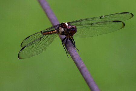Dragon fly bug photo