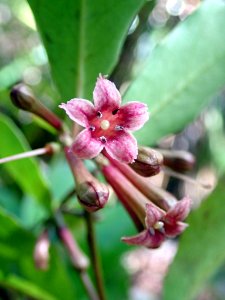 Alseuosmia quercifolia flowers photo