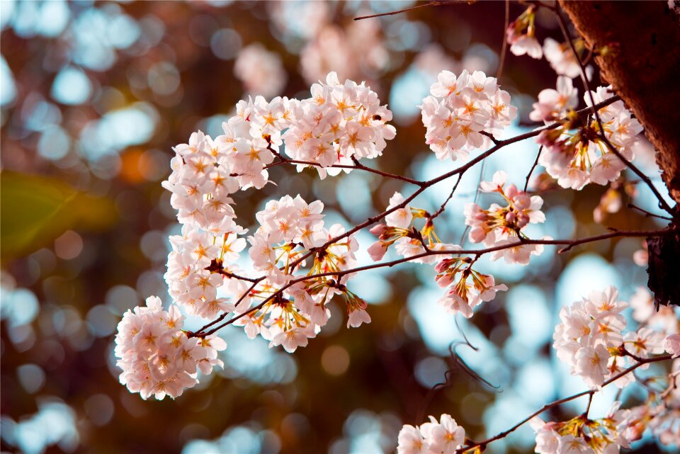 Flower sunshine bright